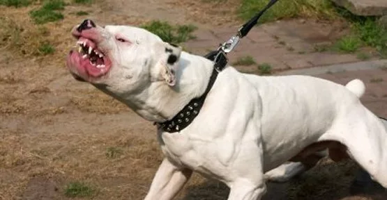 Реестр хозяев опасных домашних животных могут создать в России