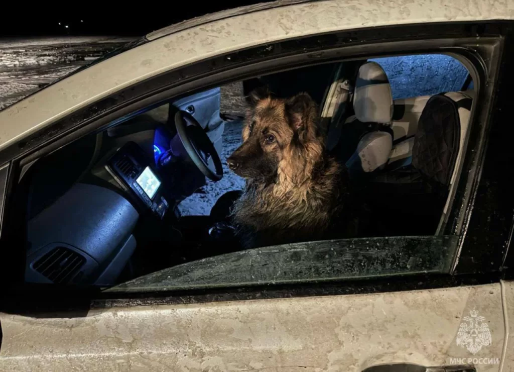 На Байкале спасли овчарку, которую оставили тонуть в машине