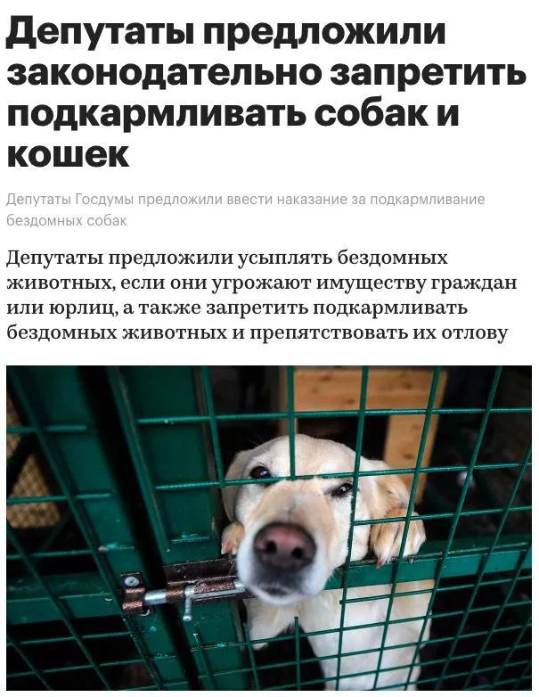Россиянам запретят подкармливать бездомных животных — поправки уже внесены и одобрены Госдумой