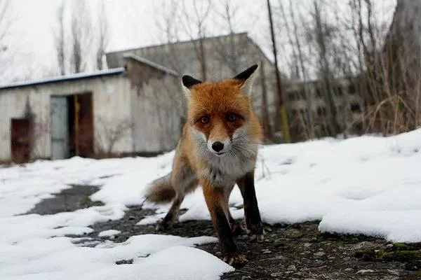 В Чернобыле нашли мутантов с иммунитетом к радиации и признаками ускоренной эволюции