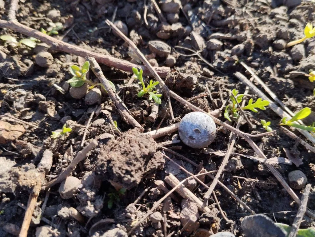 115 украинских БПЛА уничтожила/перехватила ночью ПВО: 109 – над Курской обл, 3 – над Воронежской, по одному – над Московским регионом, Брянской и Орловской области