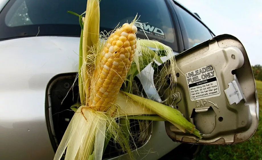 Биотопливо угрожает мировому рынку кукурузы