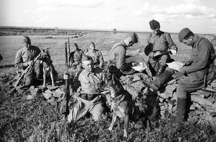 Почти 70 тысяч собак шли к победе в Великой Отечественной войне бок о бок с солдатами