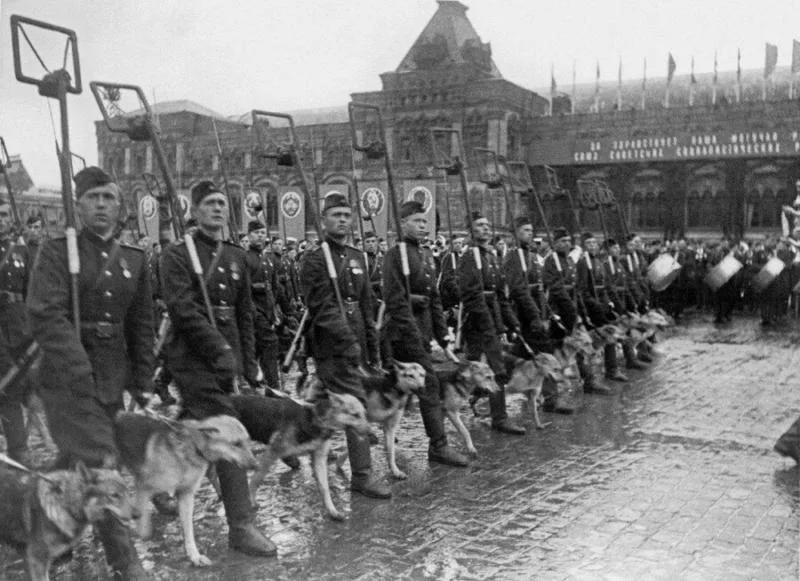 Почти 70 тысяч собак шли к победе в Великой Отечественной войне бок о бок с солдатами
