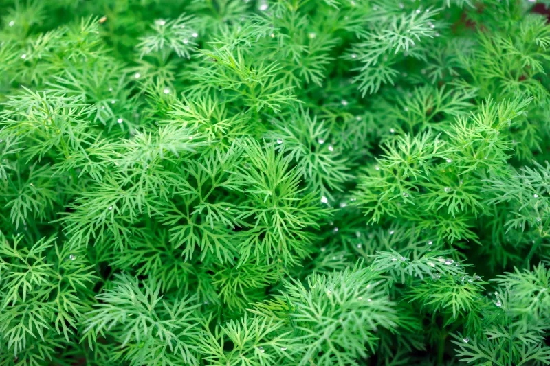 Аптечное средство для богатого урожая: как вырастить укроп в два раза быстрее