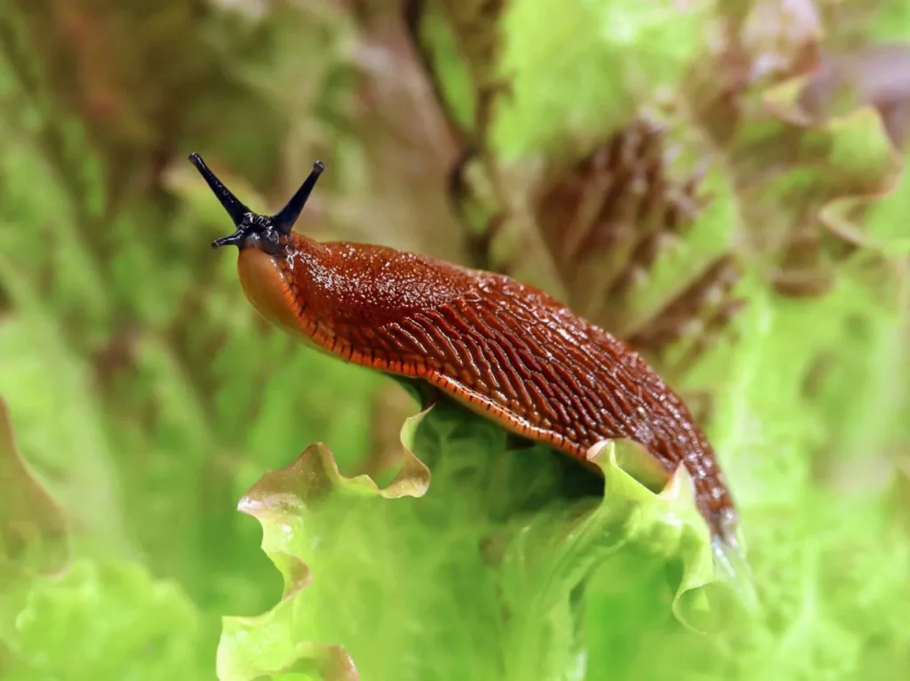 Огромные слизни и улитки атакуют центральные регионы России