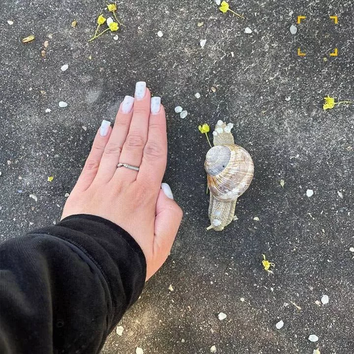 Огромные слизни и улитки атакуют центральные регионы России