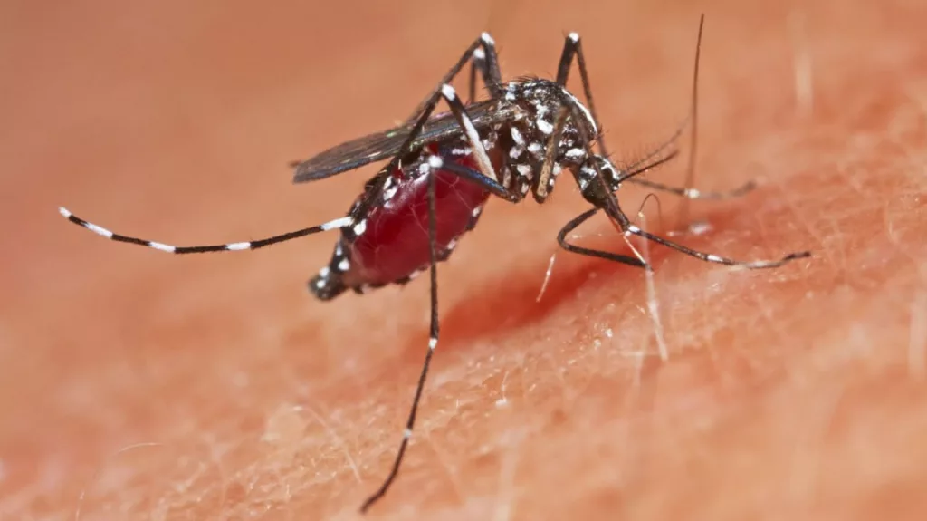 Россиянка заразилась на Шри-Ланке смертельно опасной лихорадкой чикунгунья — сейчас на острове бушует самая активная за 20 лет эпидемия