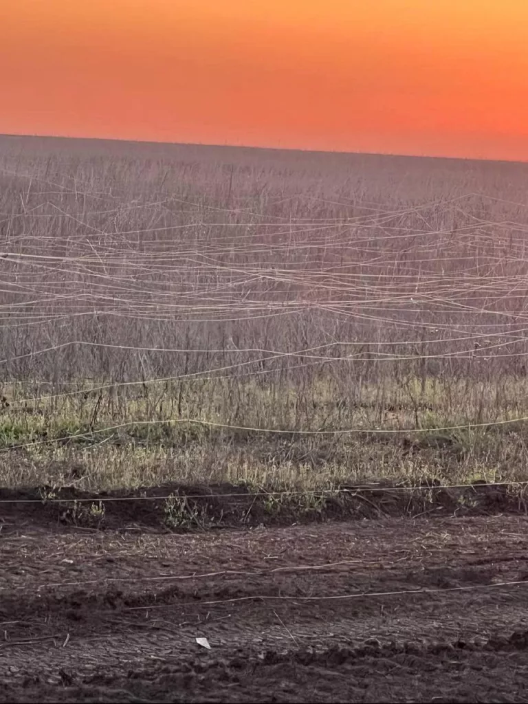 Новая реальность в зоне СВО: поле на Украине покрыты оптоволоконными кабелями, оставленными FPV-дронами
