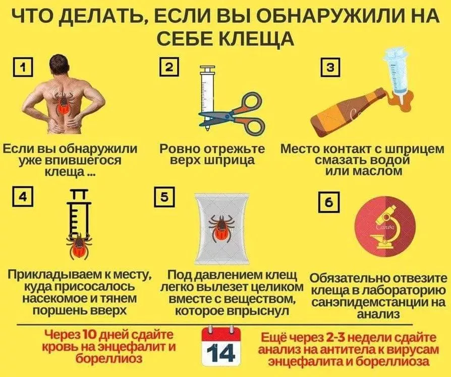 Более 266 тысяч человек обратились в больницы из-за укусов клещей, сообщили в Роспотребнадзоре
