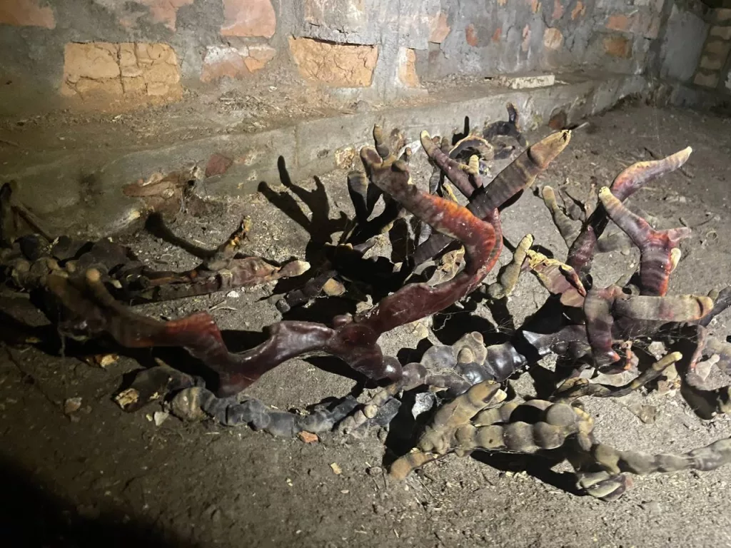 В подвале под Петербургом нашли жуткий гриб, похожий на кордицепс из Last Of Us, паразитирующий на насекомых