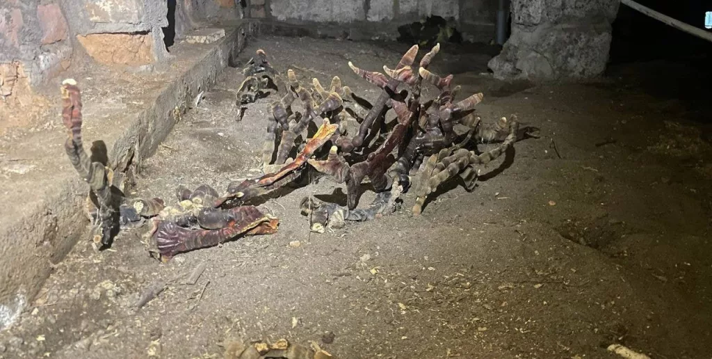 В подвале под Петербургом нашли жуткий гриб, похожий на кордицепс из Last Of Us, паразитирующий на насекомых