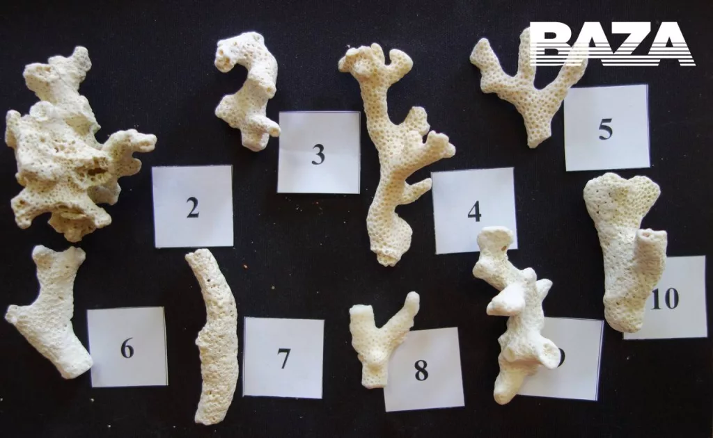 Новость для любителей привезти сувенирчики с египетских пляжей. Туристку из Шарм-Эль-Шейха задержали в аэропорту Калининграда из-за нескольких кораллов в чемодане. На неё возбудили два административных дела