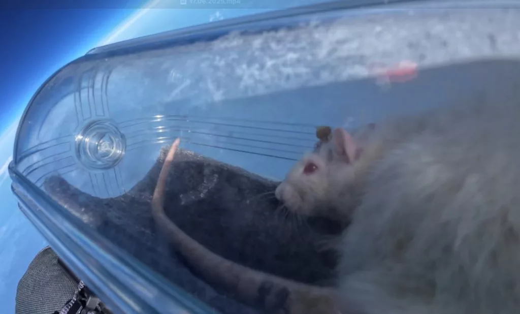 Российские ученые отправили в стратосферу крыс с чипами