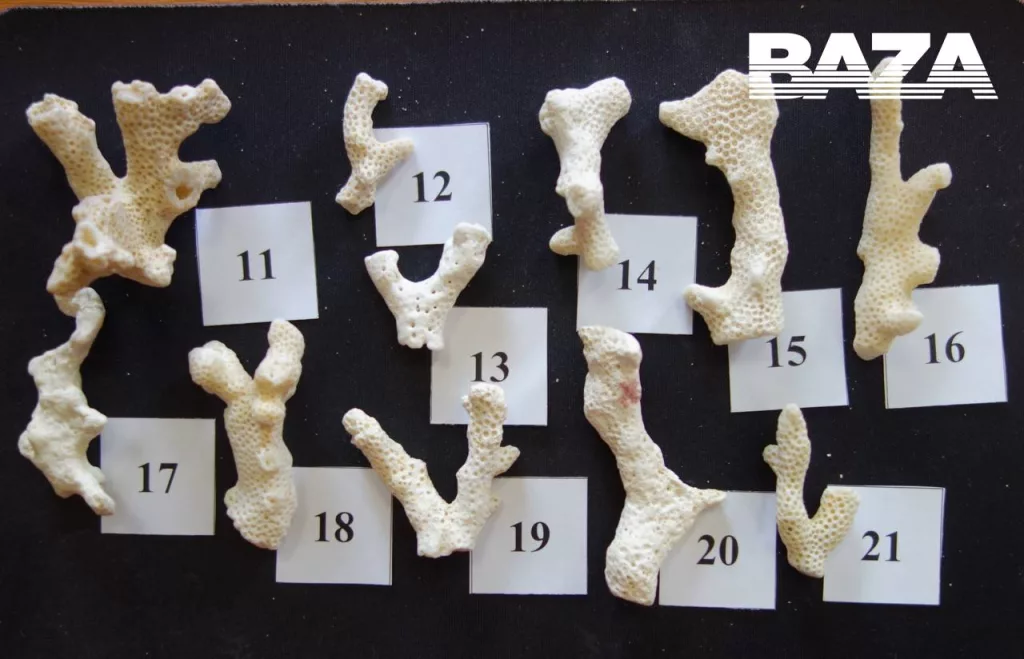 Новость для любителей привезти сувенирчики с египетских пляжей. Туристку из Шарм-Эль-Шейха задержали в аэропорту Калининграда из-за нескольких кораллов в чемодане. На неё возбудили два административных дела