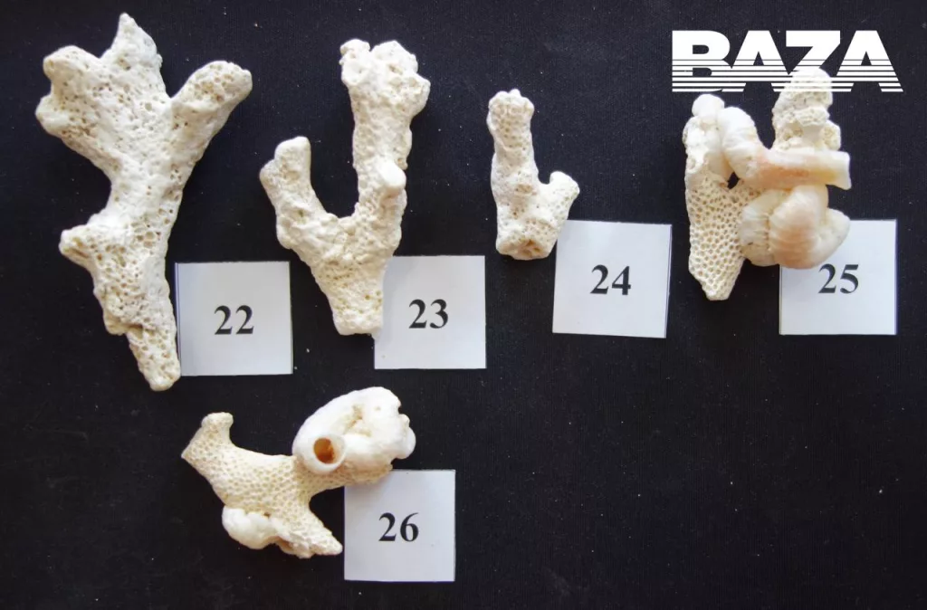 Новость для любителей привезти сувенирчики с египетских пляжей. Туристку из Шарм-Эль-Шейха задержали в аэропорту Калининграда из-за нескольких кораллов в чемодане. На неё возбудили два административных дела