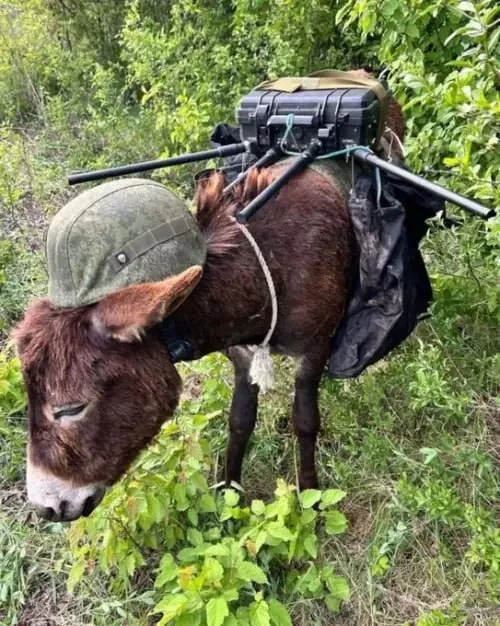 Юрий Подоляка — У русских надо учиться: в ВСУ перестали смеяться над нашими "боевыми осликами"