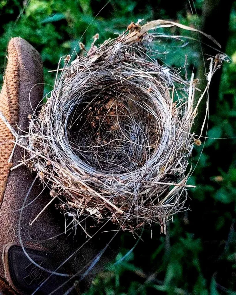 Новая реальность. Гнездо с фрагментами оптоволокна