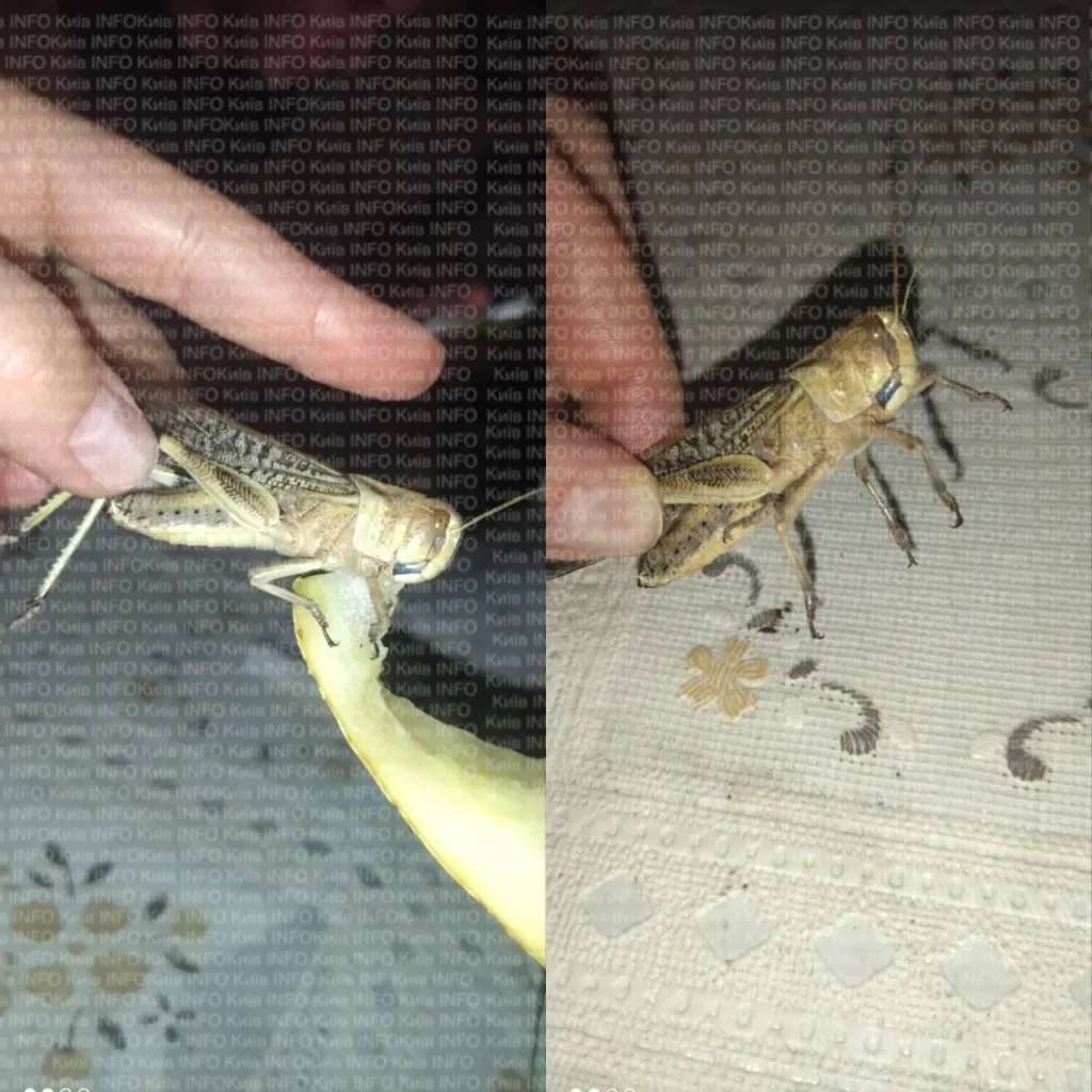 Природная кара: саранча сожрала украинский урожай