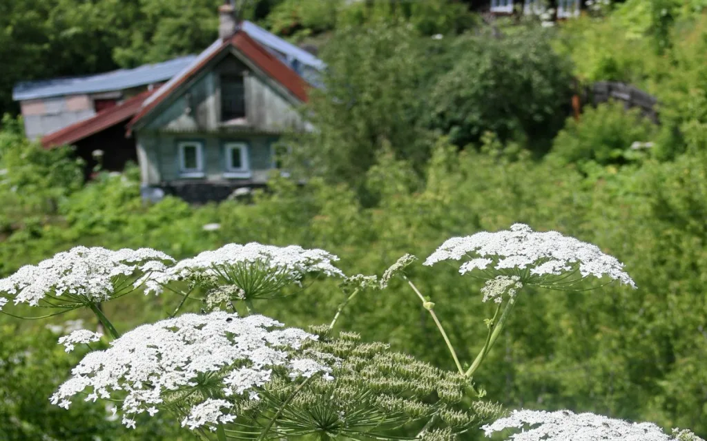 Совфед одобрил закон о борьбе с борщевиком, за игнор — штрафы до 1 млн рублей