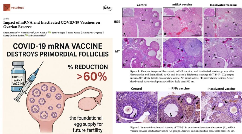 Вакцины Pfizer и Moderna вызывают проблемы с зачатием – в Чехии кризис рождаемости