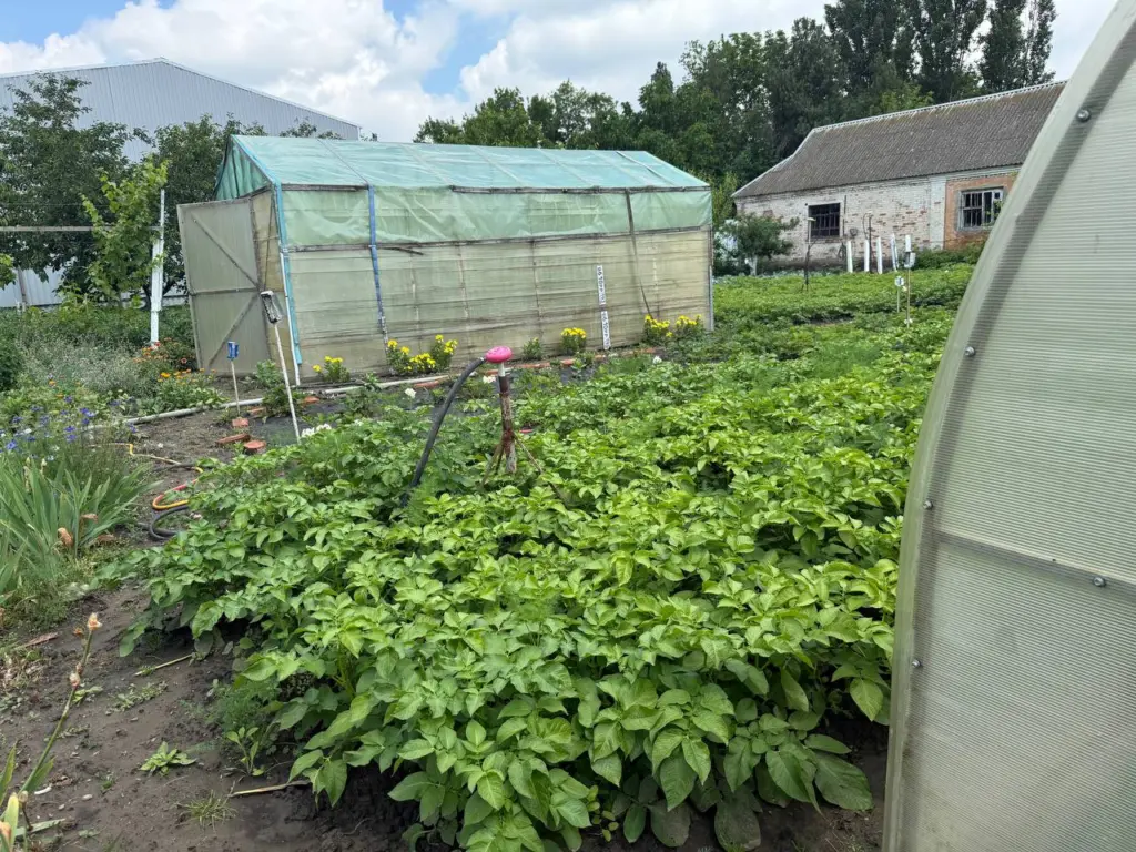 50 гр. в 10 л. воды — и в теплицу: ни вредителей, ни болезней — подготавливаемся к зиме правильно