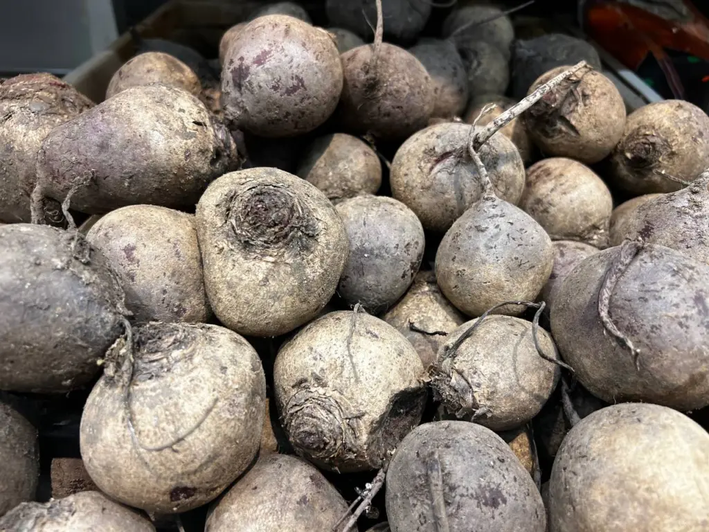 Первый закон хранения свеклы: ее на самом деле не сушат после уборки, не обрезают и в погреб так не отправляют — рассказываю, как делать правильно