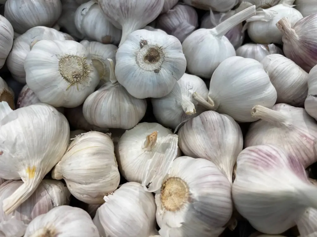 Секреты осенней посадки чеснока для рекордного урожая: когда сажать и как сделать это правильно