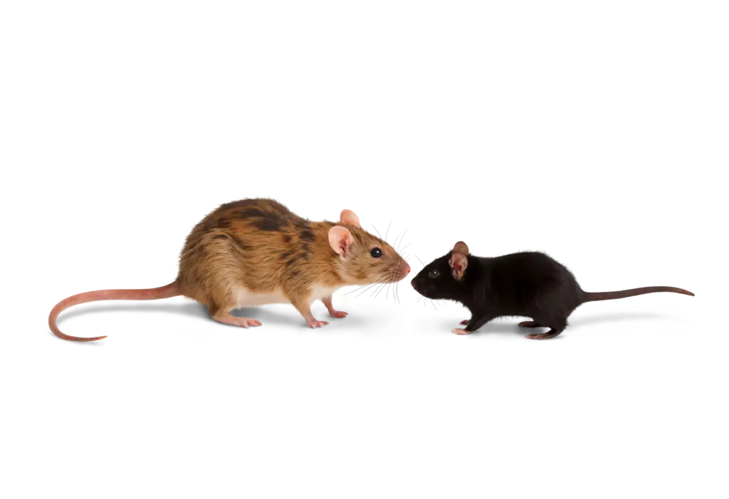 Мыши сбежали, сверкая пятками: друг из Германии показал немецкий лайфхак, который навсегда прогонит надоедливых грызунов