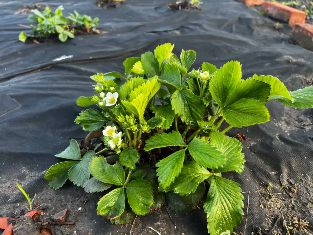 Теперь никогда не посажу чеснок и клубнику вместе: узнала 3 серьезные причины — вот чем заменить