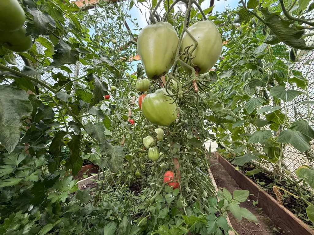 Не смейте ее сжигать: томатная ботва — не мусор, а настоящее золото: 3 проверенных временем способа для использования на участке