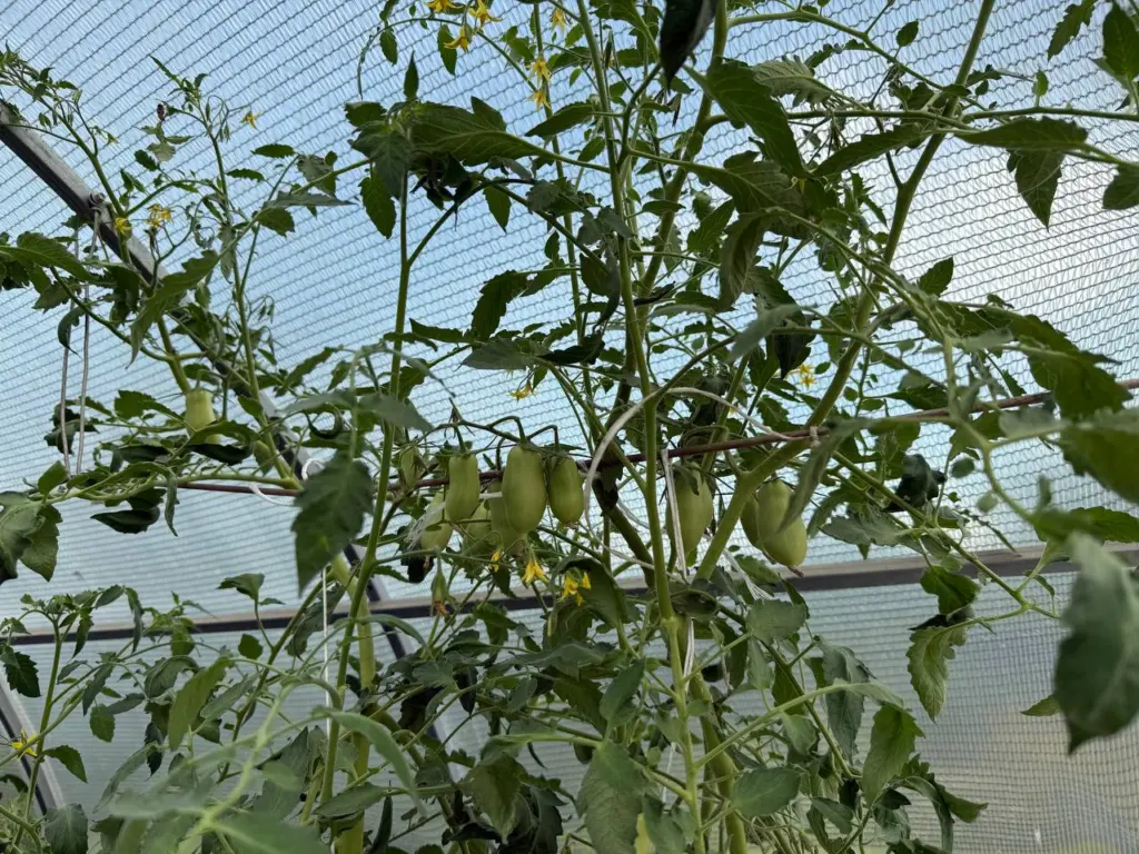 Не смейте ее сжигать: томатная ботва — не мусор, а настоящее золото: 3 действенных способа для использования на участке