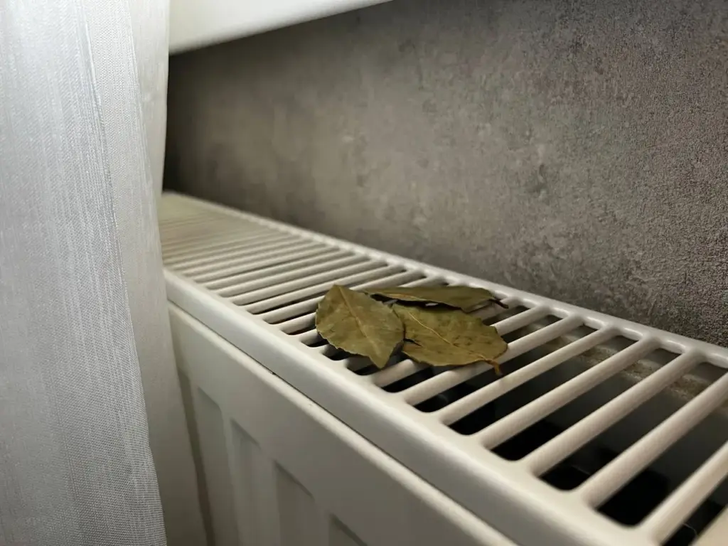 С первыми холодами сразу кладу лавровый лист на батарею и живу, не зная бед, вся семья замечает разницу: вот, что происходит