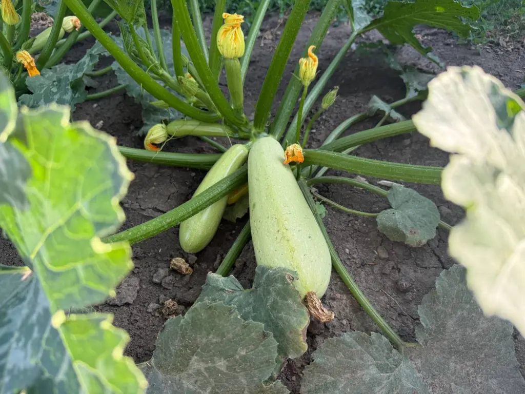 Кабачки выходят вкуснее мяса: жарю таким шикарным способом — едим этот гарнир весь сентябрь