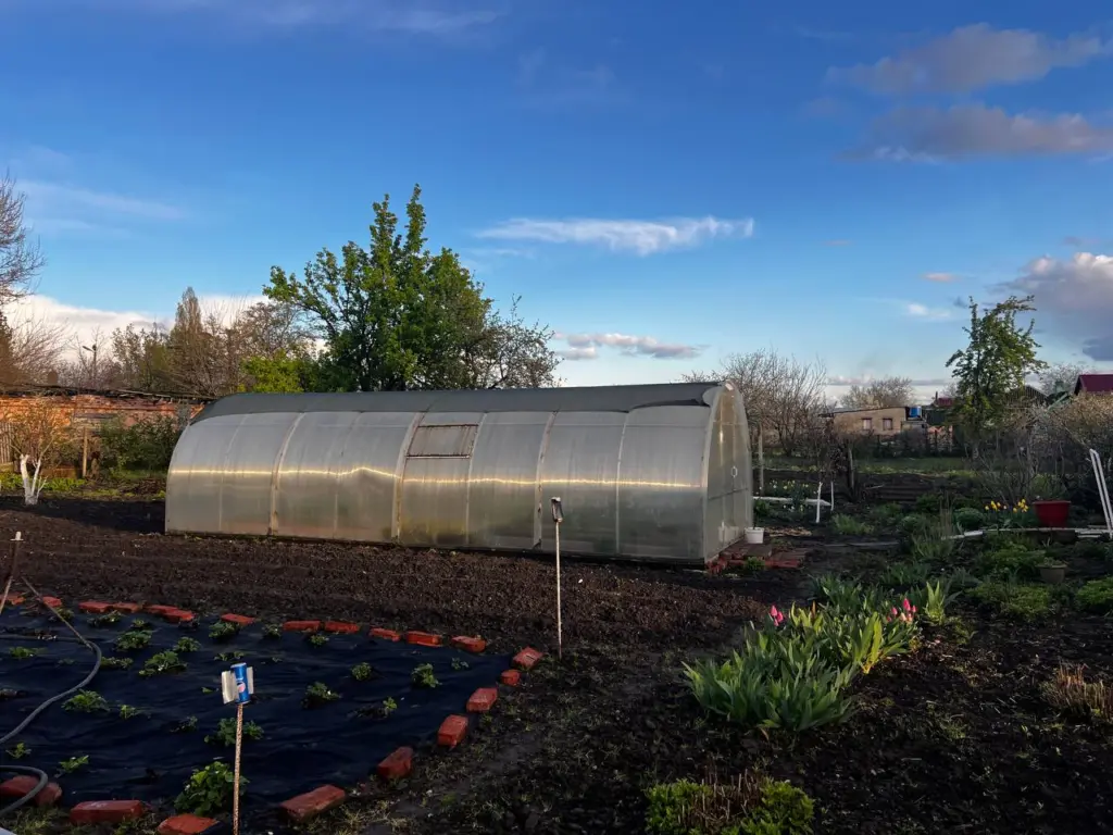 Каждый год делаю чернозём за копейки: этот «пузырёк» заменяет мне 100 кг навоза — проливаю все грядки в сентябре после уборки урожая