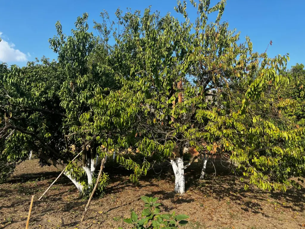 Зачем Мичурин забивал под деревья здоровенные гвозди. Повторил старую крестьянскую фишку