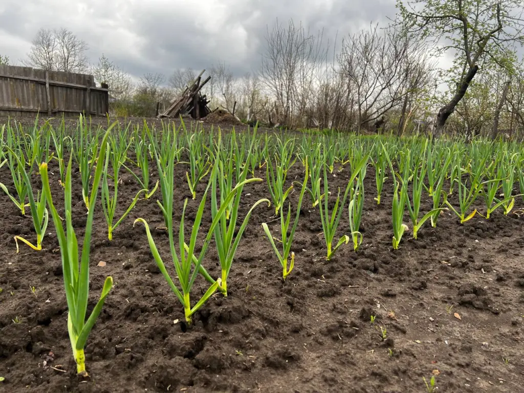Придумала сажать чеснок бутылкой — выходит в 2 раза быстрее и удобнее