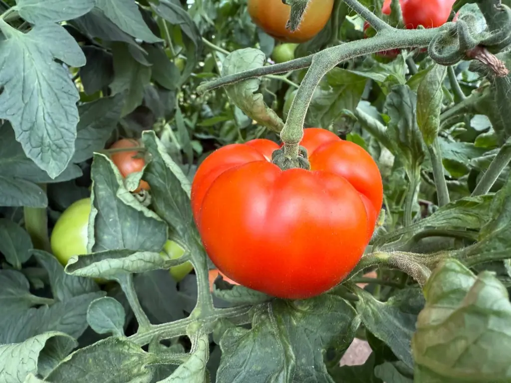 Пятерка вкуснейших сортов томатов — до 15 кг с куста: лучшие помидоры в банку или салат — аж сахар на разломе