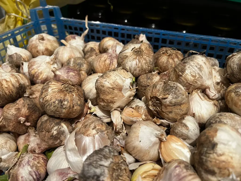 Чеснок храним только так: лежит годами и занимает мало места — неочевидный и действенный лайфхак