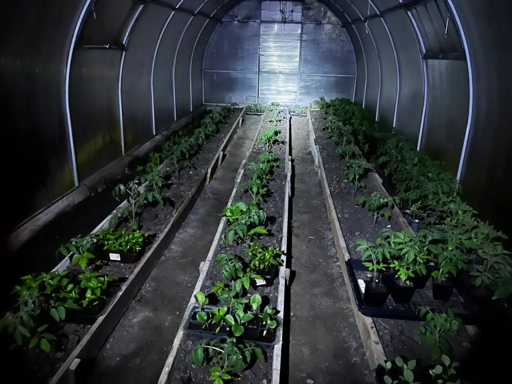 Делаю теплую грядку осенью и получаю ошеломительный урожай гораздо раньше соседей — делюсь инструкцией