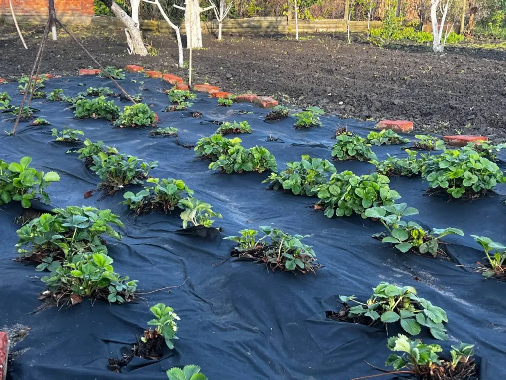 Как правильно ухаживать за клубникой в сентябре: подготовка ягоды к зиме – советы опытных агрономов