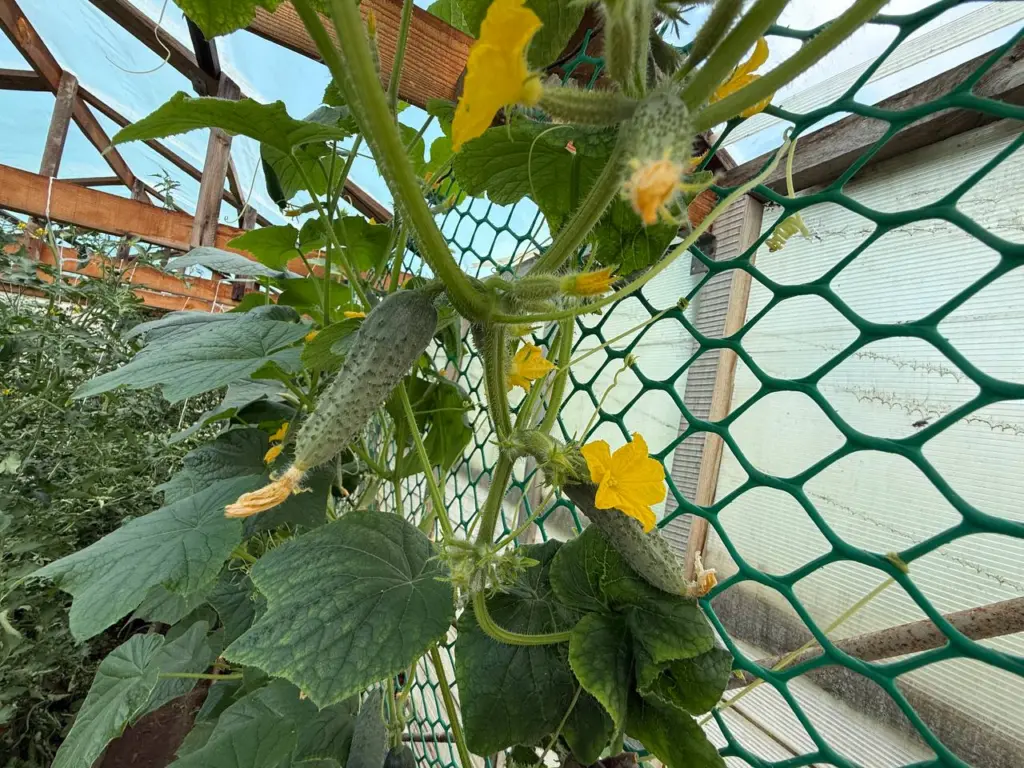 Садоводы никогда не говорят о секретном составе, который заставляет огурцы расти даже при +10°C: всего 200 граммов на ведро воды