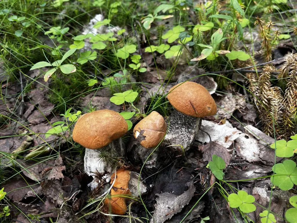 Раньше долго мучилась, снимая пленку с маслят — теперь чищу ведро грибов меньше чем за час: рабочий метод