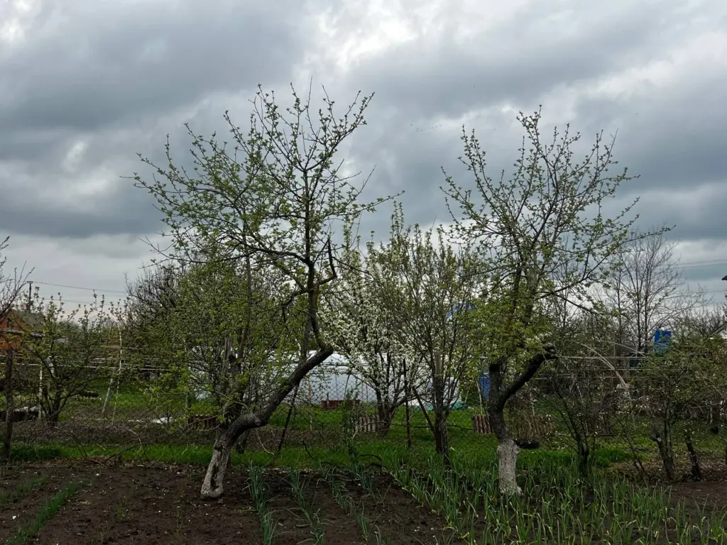 Садоводы скрывают эту фишку с банановой кожурой и солью — теперь понятно, почему у них такой урожай
