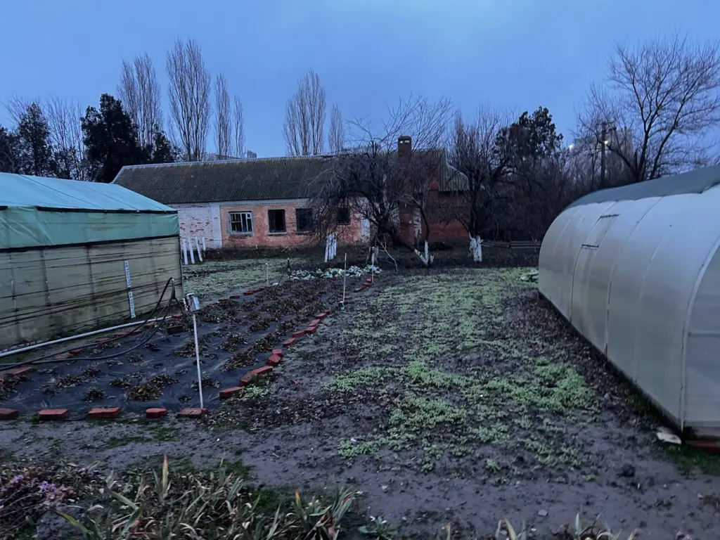 Обрабатываю землю после уборки картошки — и в ус не дую: фитофтора исчезает и не возвращается — запомните эту схему раз и навсегда