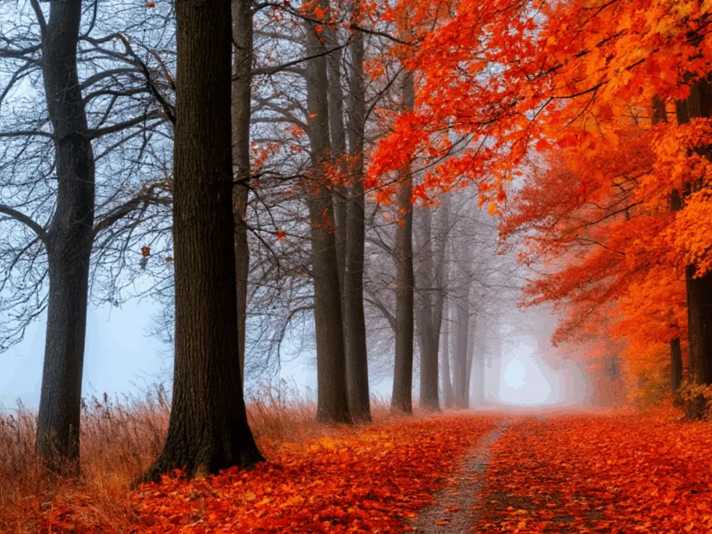 «Октябрь станет кошмаром»: метеорологи прогнозируют аномалии в середине осени