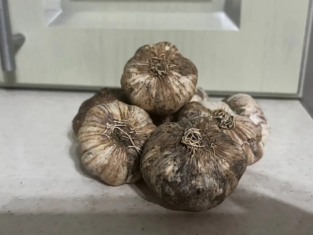 Всего 1 жменя, а сколько пользы: удобряю озимый чеснок копеечным средством — головки выкапываю с кулак