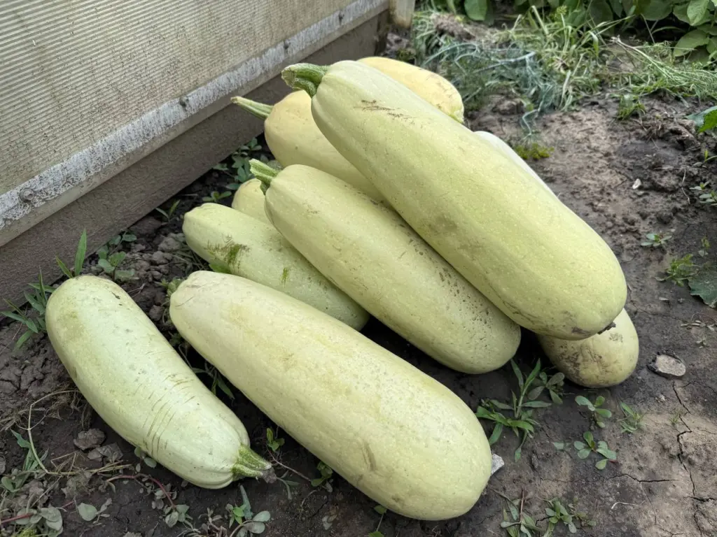 Подруга из Армении научили меня очень вкусно готовить кабачки — сейчас делаю 2–3 раза в неделю и всей семье не надоедает