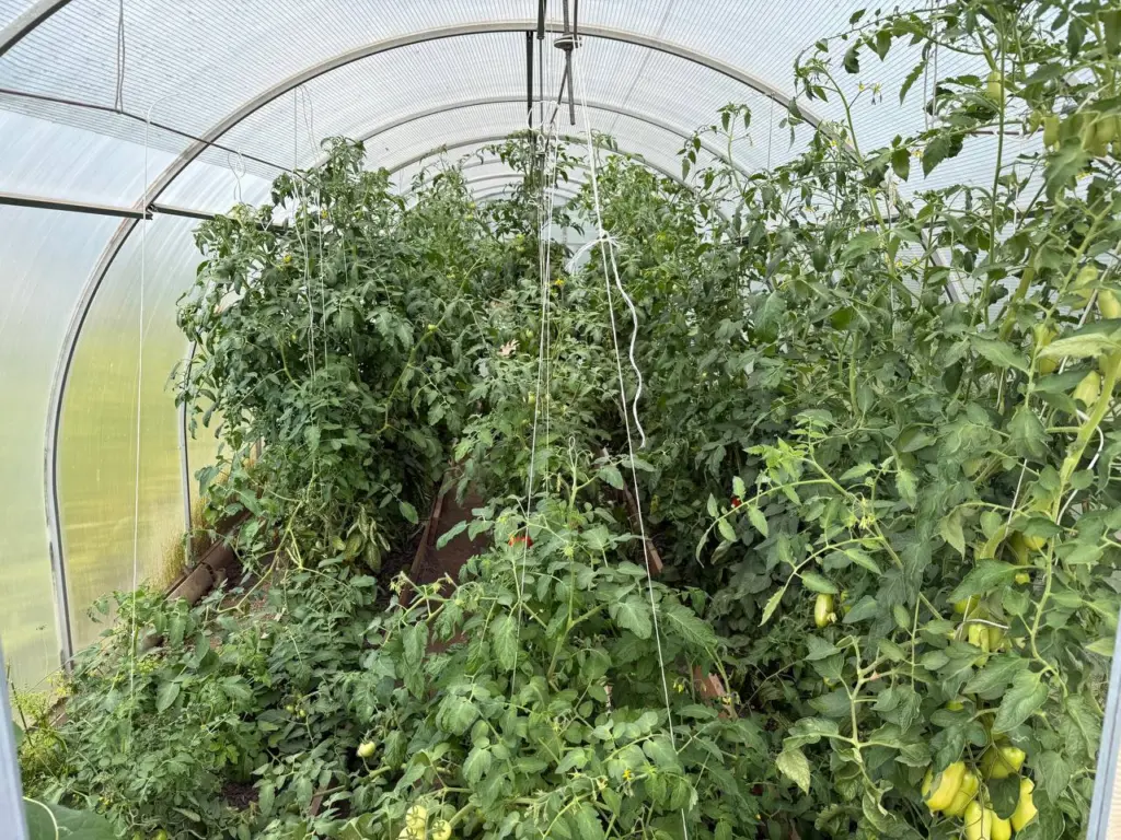 Томаты почернеют за 1 ночь из-за этой ошибки с теплицей: всем дачникам на заметку