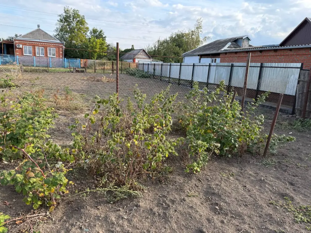 Идеальное ограждение для дачного участка: профлист уходит в прошлое — эстетичный и экологичный способ изолироваться от соседей